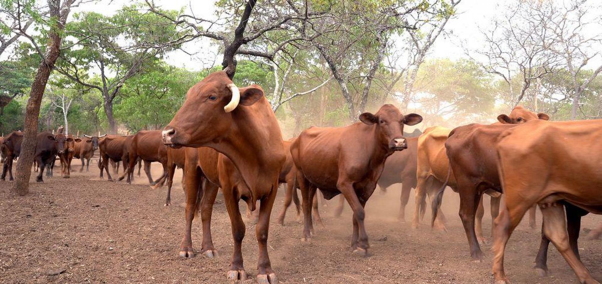 Home Improved Livestock Production Systems in Zimbabwe